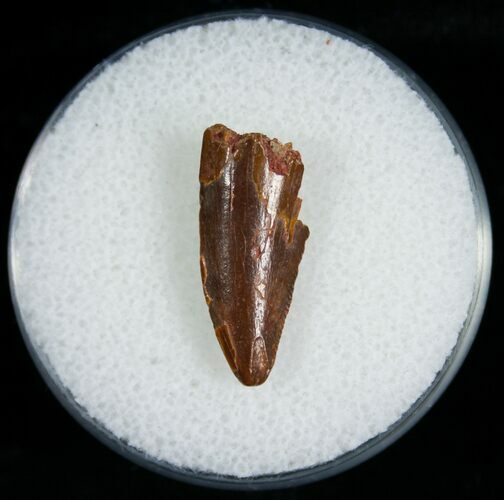 Bargain Raptor Tooth From Morocco - #6898
